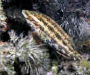 purciddune_1537889872931