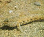 ghiozzo_1537889872892