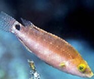 tordoR_1537889872957