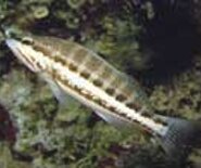 sirrania_1537889872968