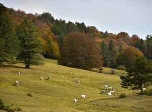 Valle del fiume Pisarello