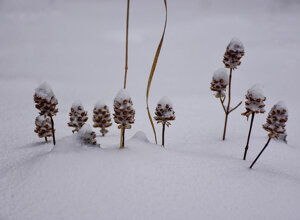 laghetto-di-lenzano-il-barattolo-ecotronei_02.jpeg laghetto-di-lenzano-il-barattolo-ecotronei_02.jpeg