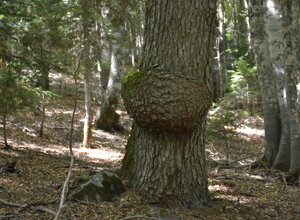 Cancro rameale su abete bianco.