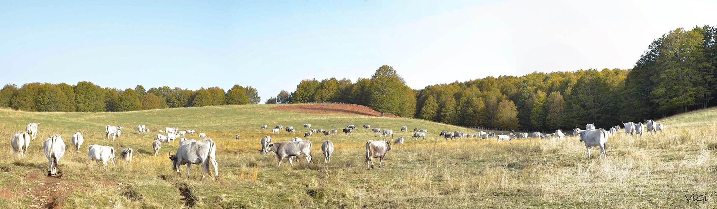 vacche nei pianori di tirivolo-50.jpeg