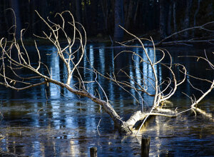 laghetto-di-lenzano-il-barattolo-ecotronei_09.jpeg laghetto-di-lenzano-il-barattolo-ecotronei_09.jpeg