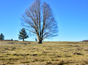 Pianori di Tirivolo.