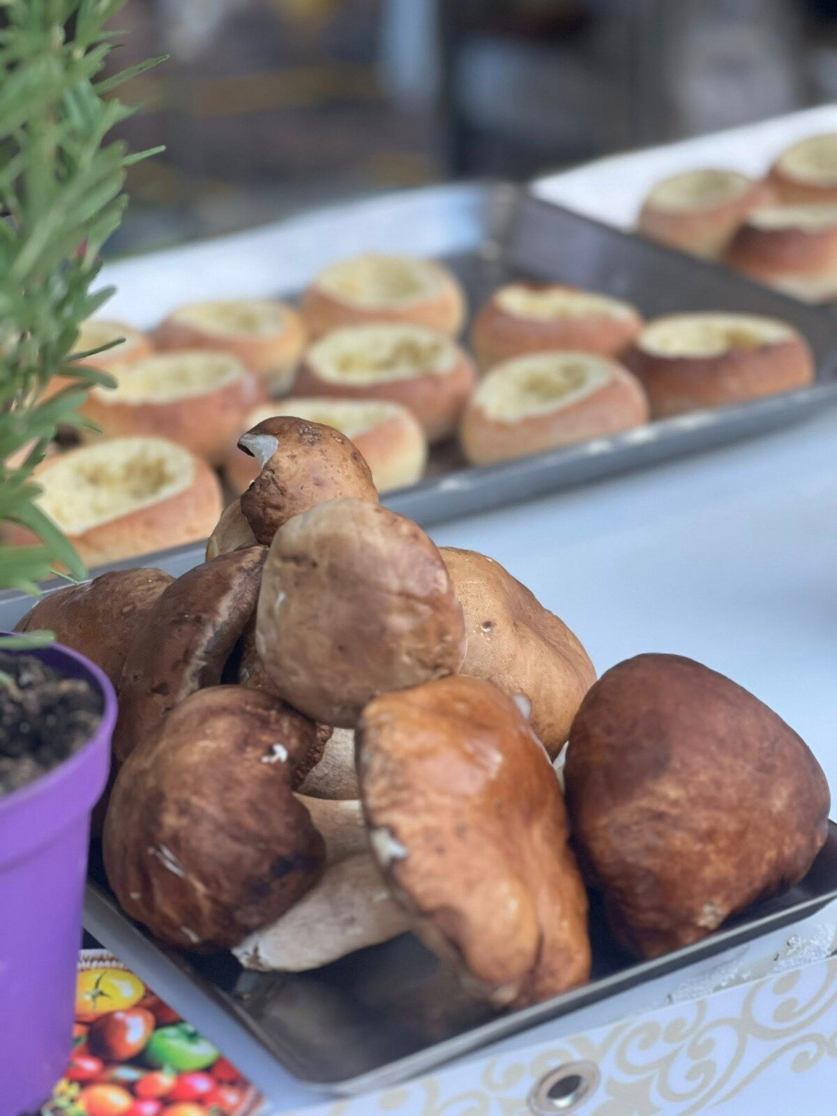 Il Festival Etneo del Porcino cresce e guarda alla Sicilia: a Macchia di Giarre un evento sempre più centrale nel panorama regionale