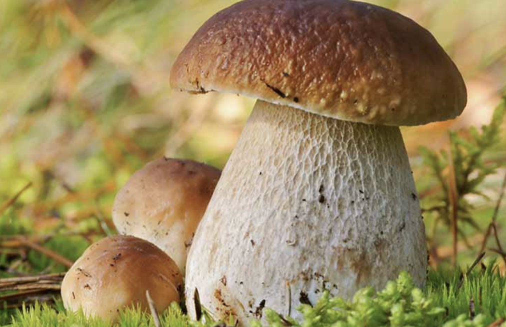Il Festival Etneo del Porcino cresce e punta a diventare un punto di riferimento in Sicilia: Alfio Ragaglia racconta la nuova edizione