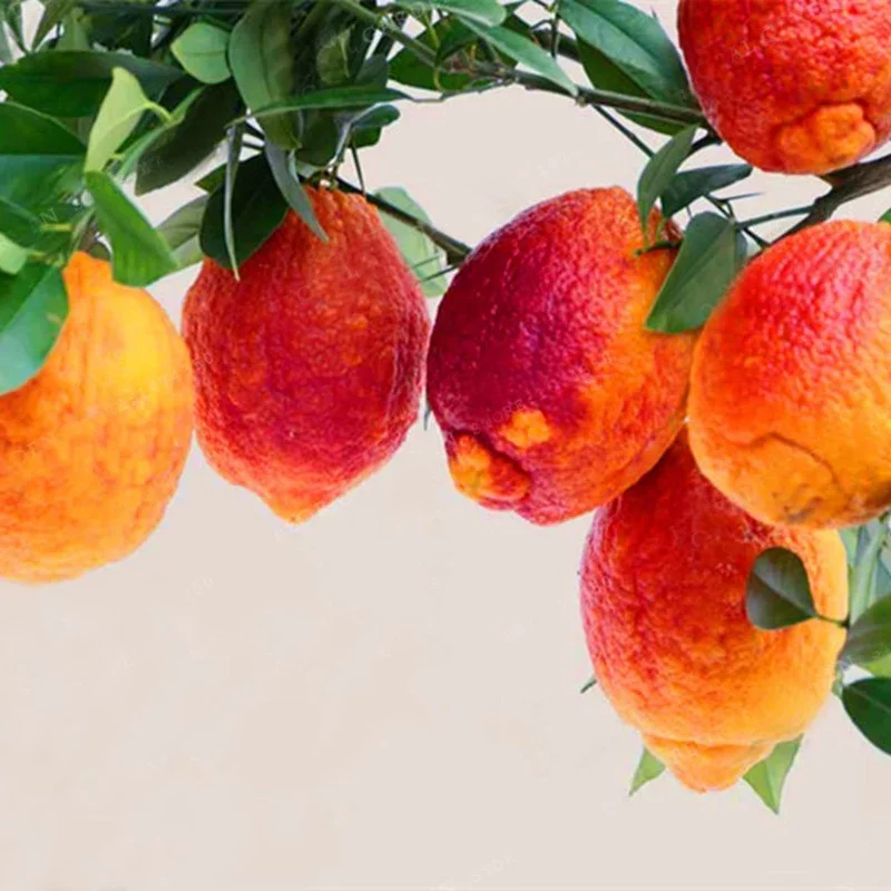 Il limone rosso siciliano