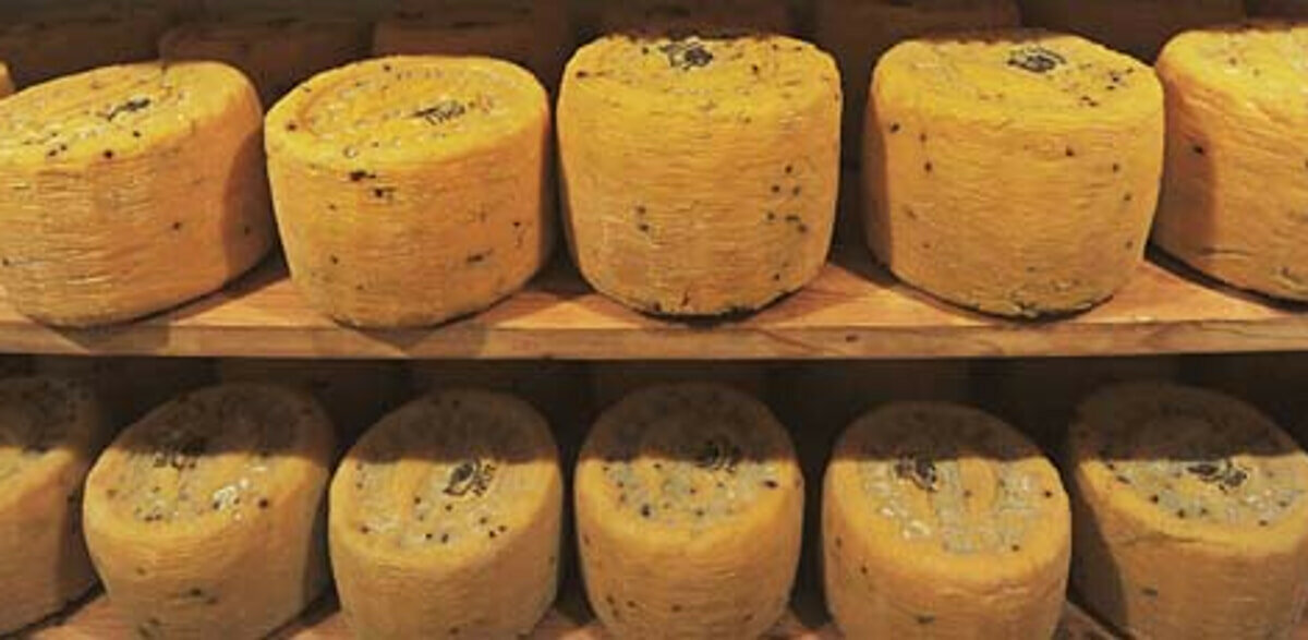 Il pecorino siciliano che sa di zafferano