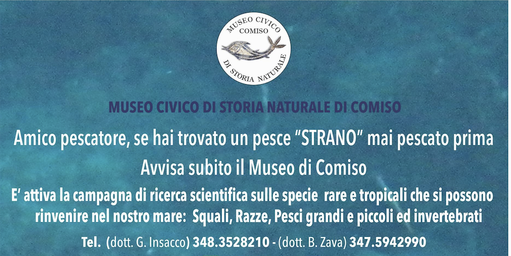 Il pesce scorpione è arrivato sulle coste siciliane