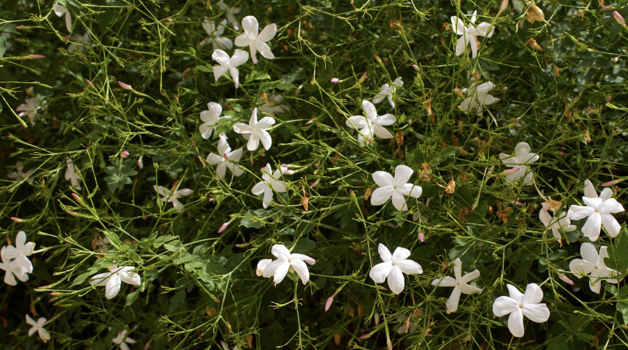 JASMINUM, il re della notte JASMINUM, il re della notte