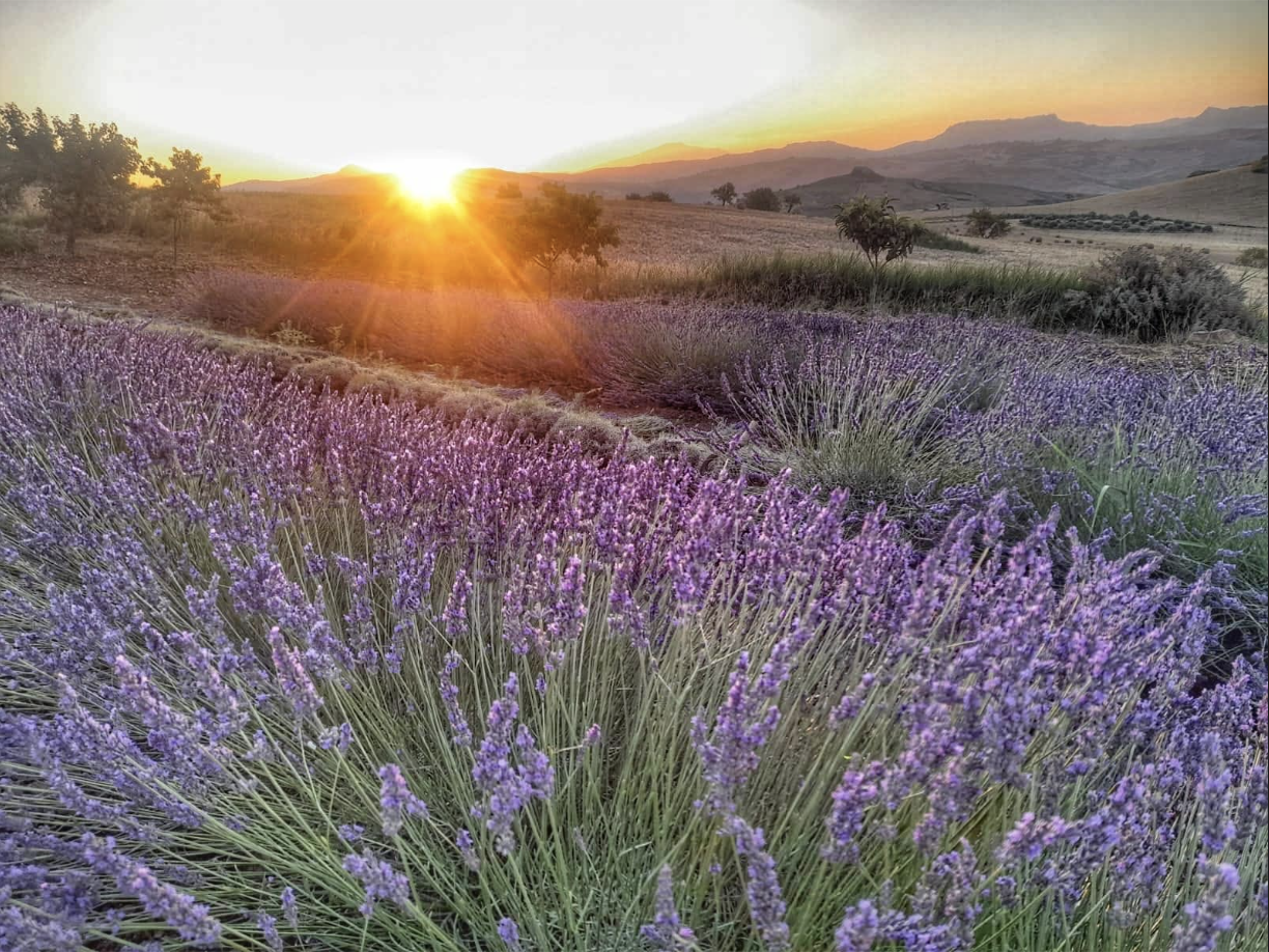 Il viola che si addice alla Sicilia