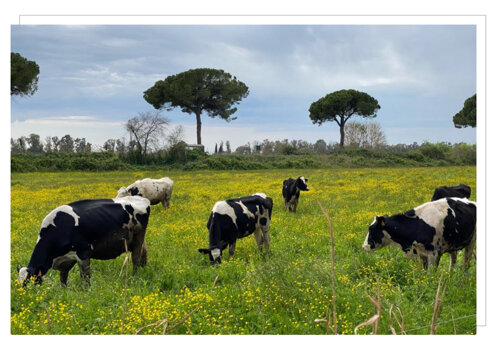 alan farm - allevamento foto 1.jpeg alan farm - allevamento foto 1.jpeg