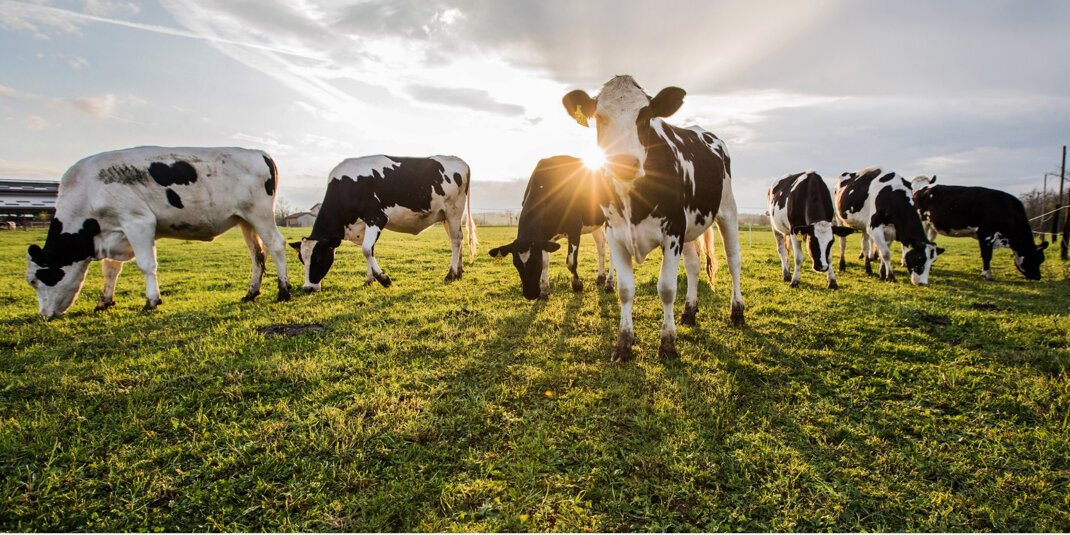 home - Caseificio Macelleria Agriturismo - Latina - Alan Farm