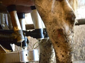 dsc_0728.jpeg