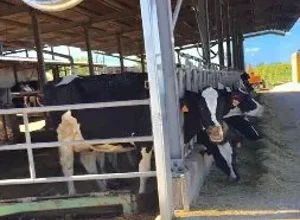 alan farm - mucca allevamento.jpeg alan farm - mucca allevamento.jpeg