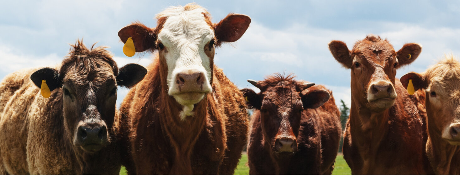 alan farm - banner contatti 1.jpeg