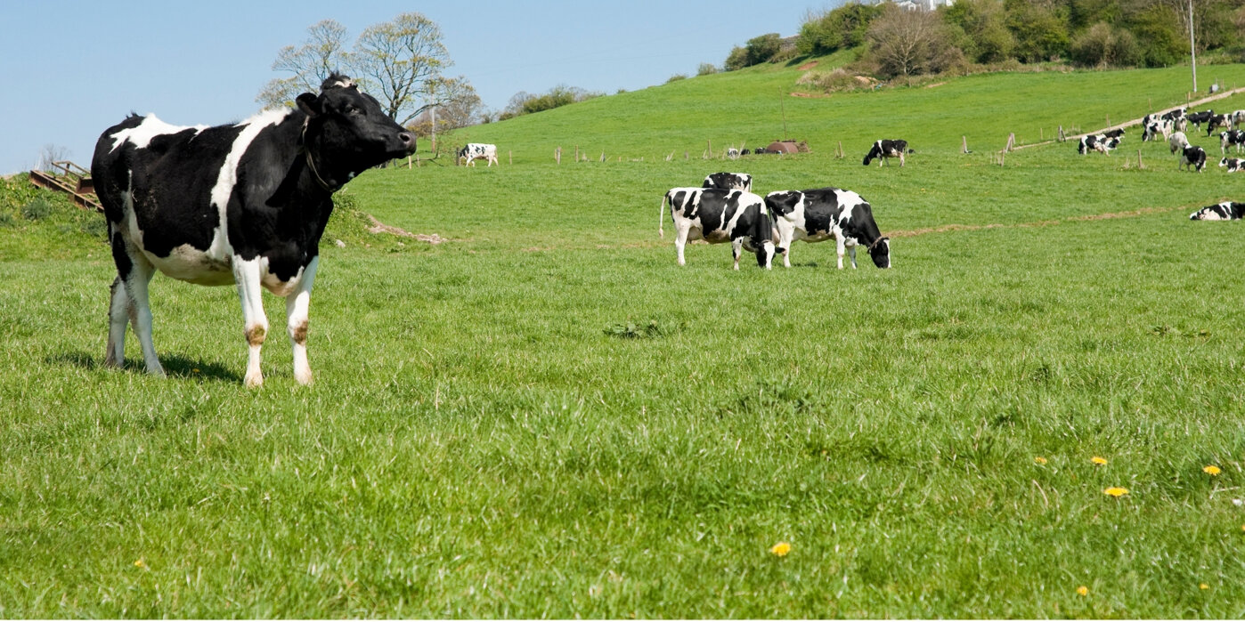 alan farm - banner allevamento.jpeg alan farm - banner allevamento.jpeg