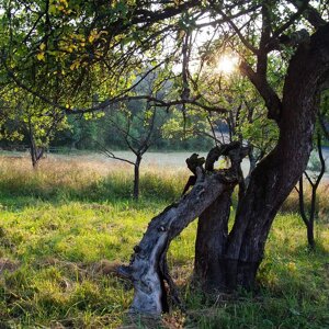 imgi_15_beed8a_32a7ecf87a69402c8bb789e6acee6519~mv2_d_1500_1500_s_2