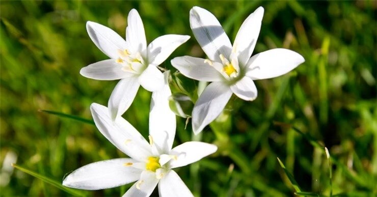 Bach Flower Therapy Bach Flower Therapy