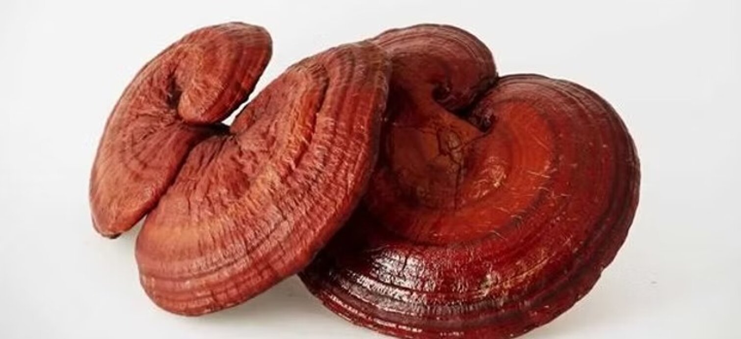 imgi_7_79aa6c_92ed52bc876b4e82af6a3b780e3bcfbe~mv2.jpeg imgi_7_79aa6c_92ed52bc876b4e82af6a3b780e3bcfbe~mv2.jpeg