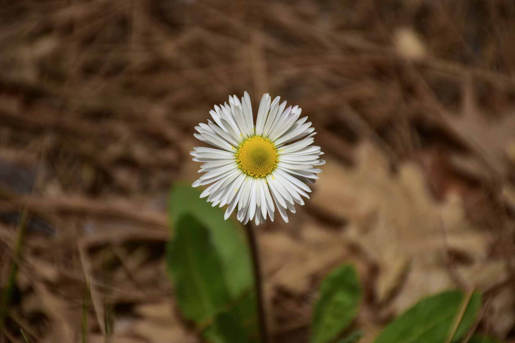 fiori nel parco.jpeg