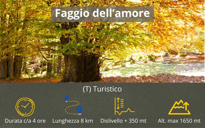 faggio dell'amore.jpeg