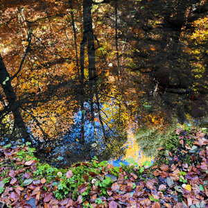 Riflessi di foliage Riflessi di foliage