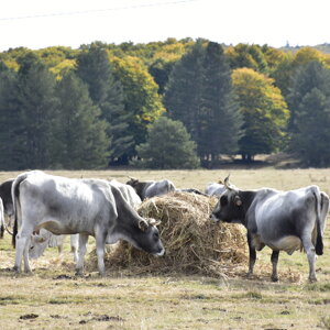 Vacche nei pianori di Tirivolo Vacche nei pianori di Tirivolo