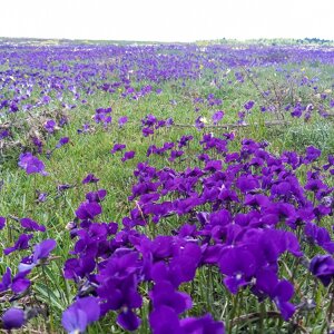 Prato di viole nei pianori di Tirivolo Prato di viole nei pianori di Tirivolo