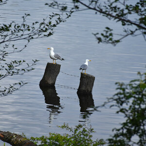 Gabbiani sul lago Ampollino Gabbiani sul lago Ampollino