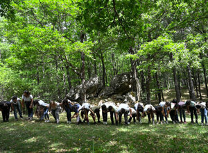 pon-si-va-in-scena-1.jpeg pon-si-va-in-scena-1.jpeg