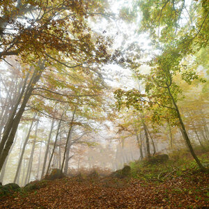 Foliage in Sila Foliage in Sila