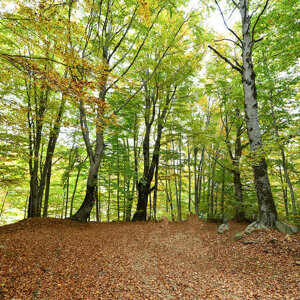 Faggeta in Sila Faggeta in Sila