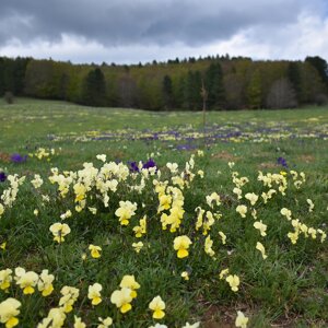Viole nella valle del Tacina Viole nella valle del Tacina