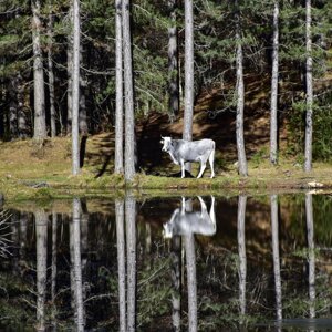 Riflessi sul laghetto di Lenzano Riflessi sul laghetto di Lenzano