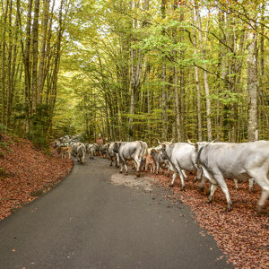 Transumanza in Sila Piccola Transumanza in Sila Piccola