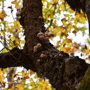 Oudemansiella mucida fungo porcellana Oudemansiella mucida fungo porcellana