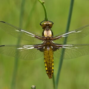 Libellula Libellula