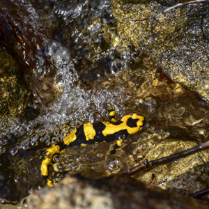 Salamandrina pezzata Salamandrina pezzata