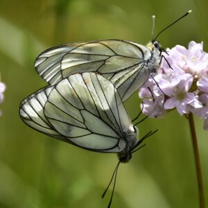 Farfalle su spillone calabrese Farfalle su spillone calabrese