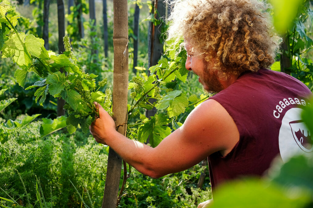 eyJlbiI6IldpbmVtYWtlciBpbnNwZWN0aW5nIHZpbmUgZmxvd2VyaW5nIGluIGFuIGFncm9mb3Jlc3RyeSB2aW5leWFyZCBhdCBNb250b2lzZWwgZG9tYWluIiwiZnIiOiJWaWduZXJvbiBkdSBkb21haW5lIE1vbnRvaXNlbCBpbnNwZWN0YW50IGF2ZWMgc29pbiBsYSBmbG9yYWlzb24gZCd1biBwaWVkIGRlIHZpZ25lIGN1bHRpdukgZW4gYWdyb2ZvcmVzdGVyaWUuIn0=