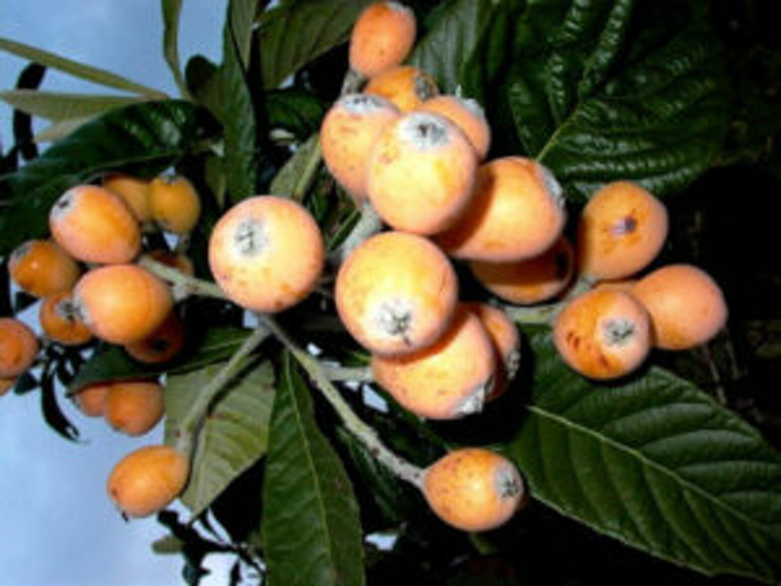 nespole-300x225.jpeg