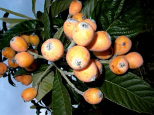 nespole-300x225.jpeg