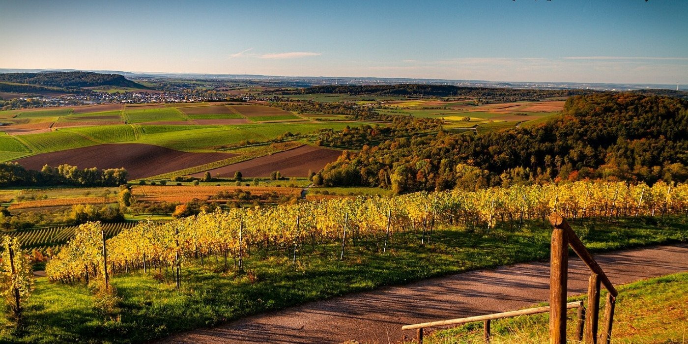 Cantine indipendenti: perché scegliere chi produce in piccolo