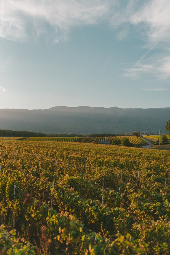 big-vineyard-beautiful-bright-sky-sunny-day.jpeg