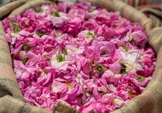 Creazione di fragranze