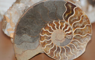 museo_minerali_e_fossili3