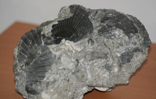 museo_minerali_e_fossili5